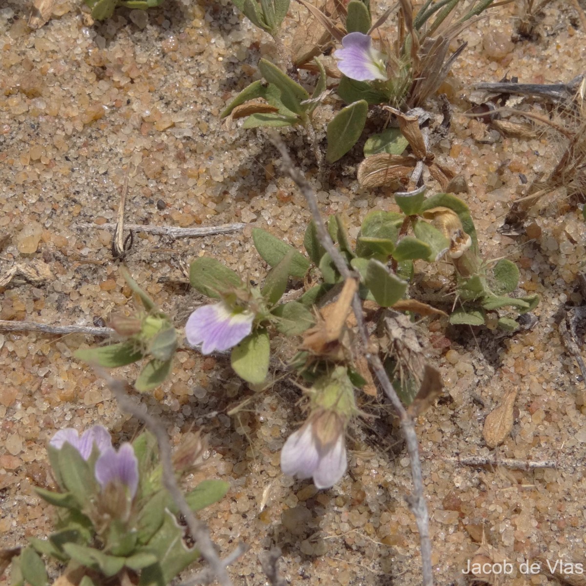 Blepharis integrifolia (L.f.) E.Mey. & Drège ex Schinz